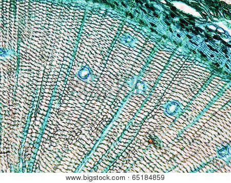 Pine Wood Micrograph