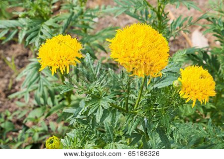 Yellow Marigold Flowers.