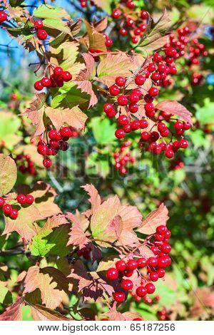 Ripe Red Viburnum On Branch Against Green Leaves