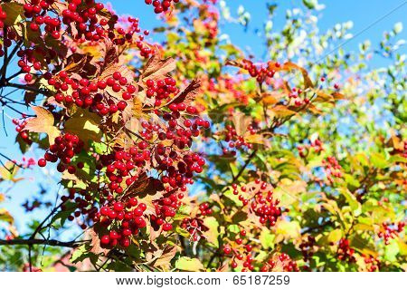 Ripe Red Berries Of Viburnum On Branches On Blue Sky