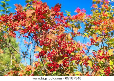Red Berries Of Viburnum On Branches On Blue Sky