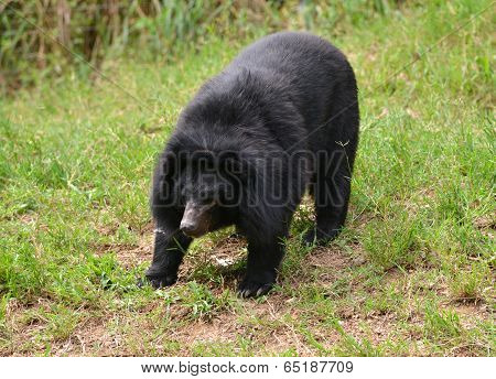 Asiatic Black Bear