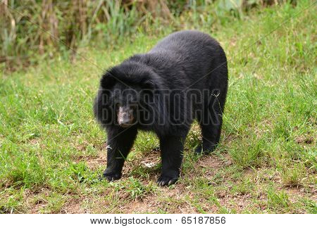Asiatic Black Bear