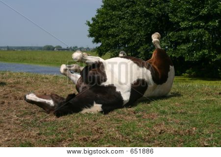 Rullende hest