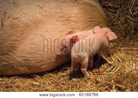 piglets with a pig