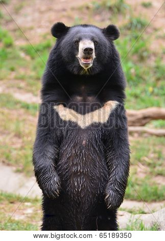 Asiatic Black Bear