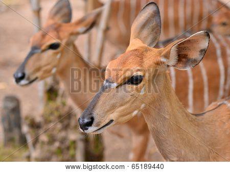 Close Up Of Female Nyala Head