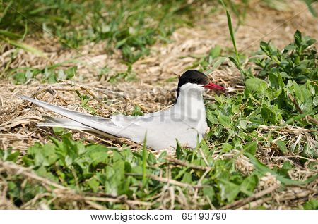 Arctic Tern On Nest