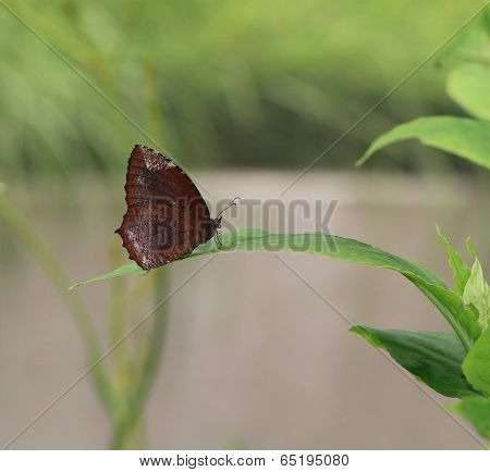 Common Palmfly butterfly and green leaf