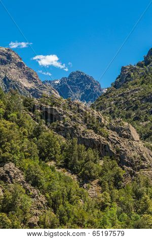 Foret De Bonifatu In Corsica