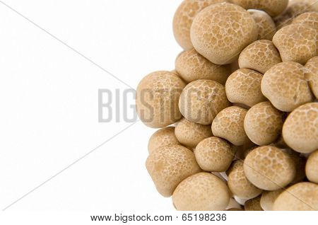 Buna Shimeji Mushrooms.