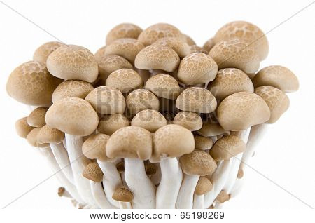Buna Shimeji Mushrooms.