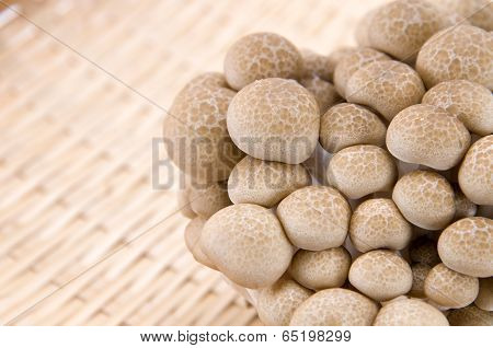 Buna Shimeji Mushrooms.