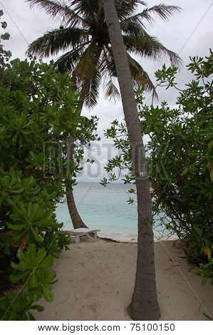 Palm At Tropical Beach Maldives