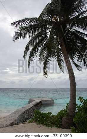 Palm And Concrete Pier At Ocean Beach Maldives