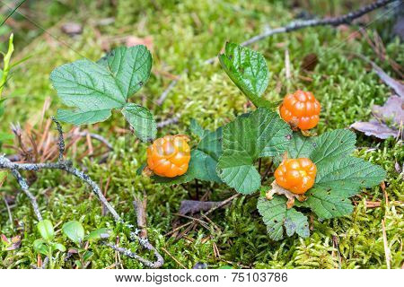 Cloudberry Closeup In Summer. Fresh Wild Fruit