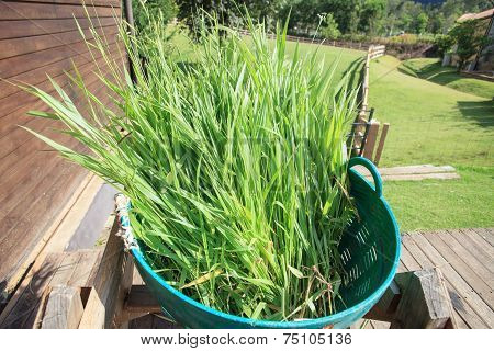 Green Leaves Of Ruzi Grass For Castle Farm