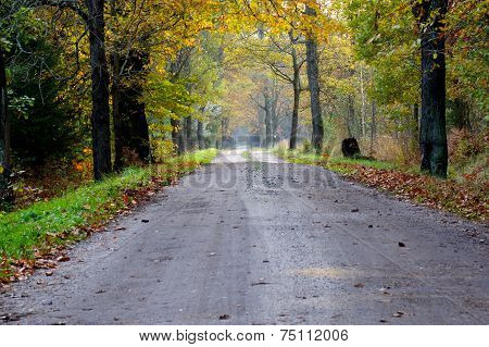 The forest road.