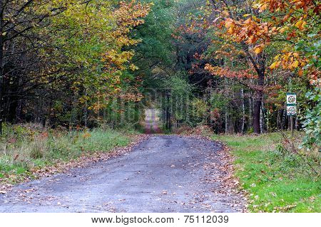 The forest road.