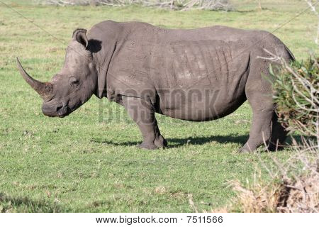white Rhino-Porträt