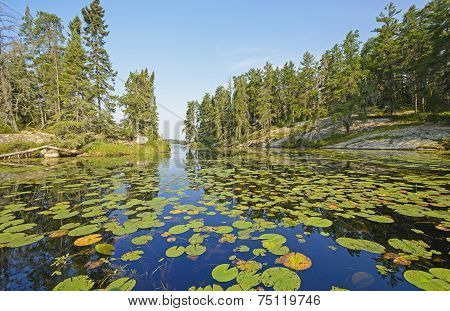 Lily Pads In A North Woods Lake