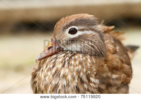 Female Mandarin Duck