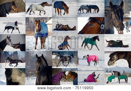 Collage of horses playing in snow