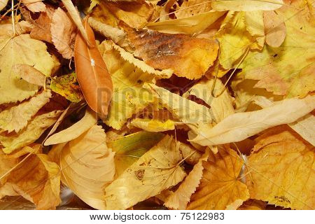 pile of fallen dry leafs