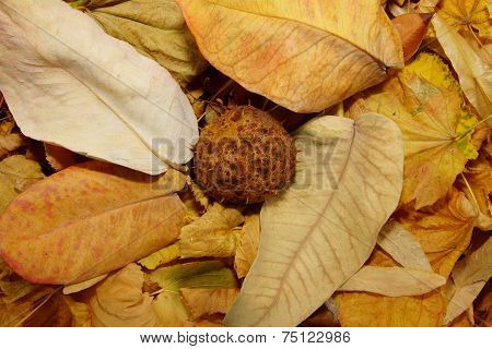 close up dry fallen leaves with chestnut shell