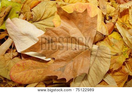 various fallen brown leaves