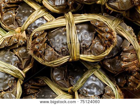 Group of Chinese hairy crabs