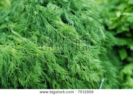 Dill