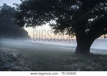 Stunning Foggy Autumn Fall Sunrise Landscape Over Frost Covered Field And Forest