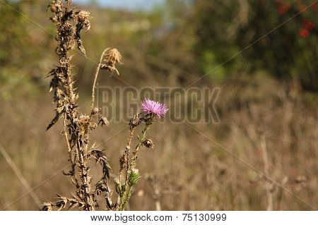 Little flower
