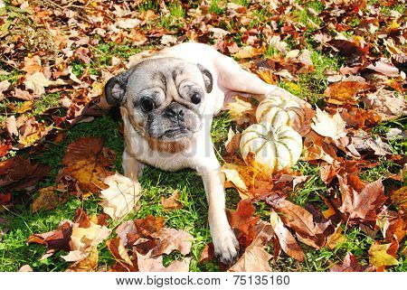A Blind Pug Enjoying The Fall Sunny Weather