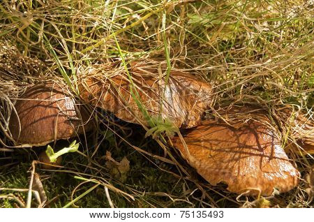 Suillus luteus mushroom
