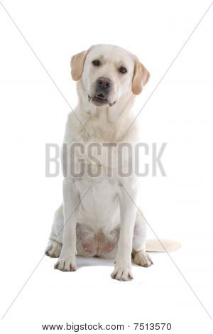 cane golden retriever