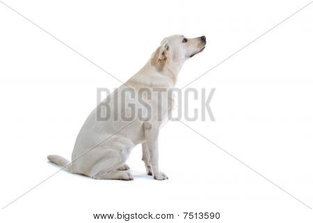 cane golden retriever
