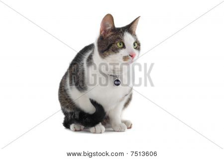 Brittiska kort korthårig katt