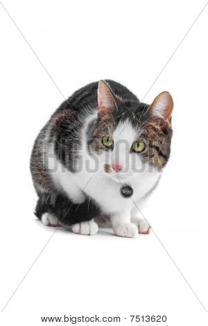 Brittiska kort korthårig katt