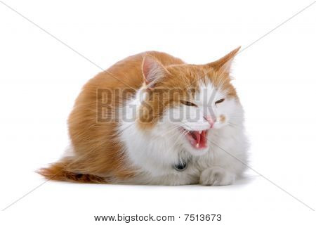 röda och vita brittiska kort hår katt