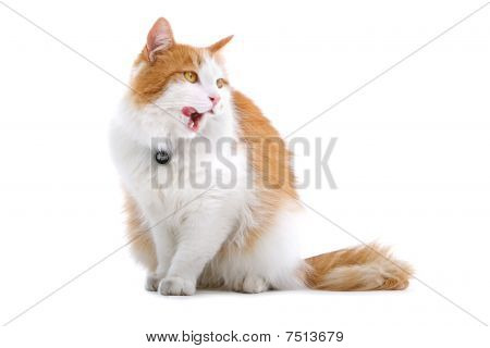 söt brittiska kort hår katt