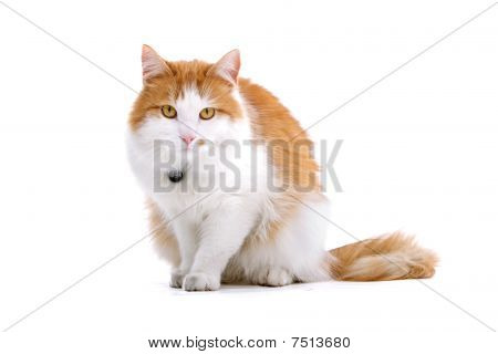 söt brittiska kort hår katt