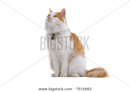 söt brittiska kort hår katt