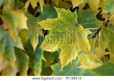 Green and yellow leaves fall foliage