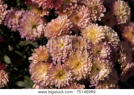 Gerbera Flowers