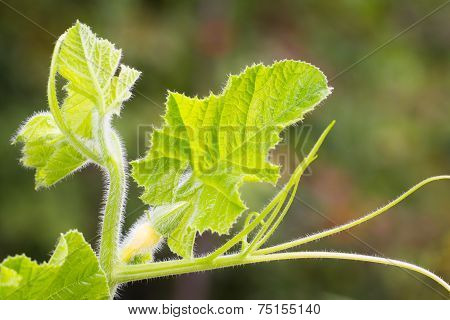 Pupmkin Flower, Leaves And Tendrils
