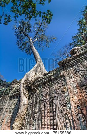 Tree grown over Ta Prohm temple, Cambodia