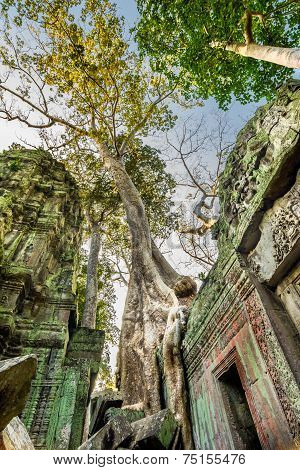 Tree grown over Ta Prohm temple, Cambodia