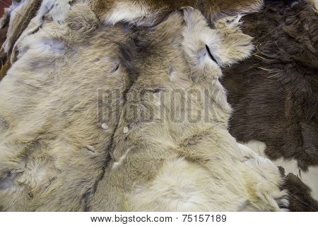 Skins of a deer